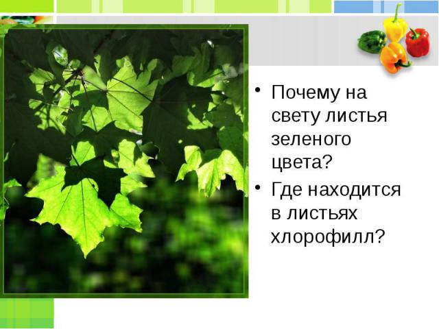 Почему на свету листья зеленого цвета?Где находится в листьях хлорофилл?