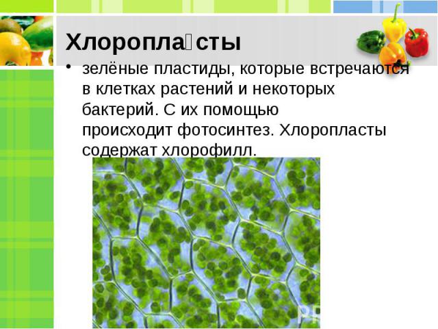 зелёные пластиды, которые встречаются в клетках растений и некоторых бактерий. С их помощью происходит фотосинтез. Хлоропласты содержат хлорофилл.тосинтез. Хлоропласты содержат хлорофилл.