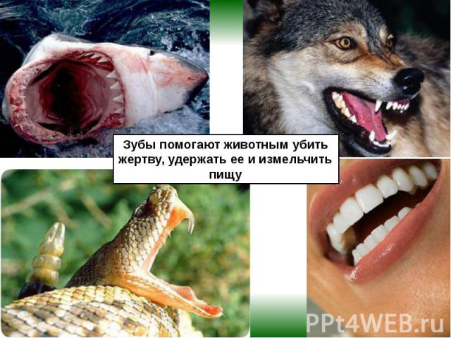 Зубы помогают животным убить жертву, удержать ее и измельчить пищу