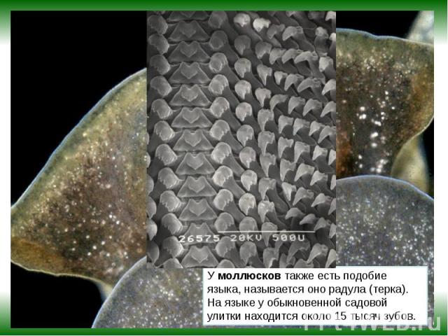 У моллюсков также есть подобие языка, называется оно радула (терка). На языке у обыкновенной садовой улитки находится около 15 тысяч зубов. 