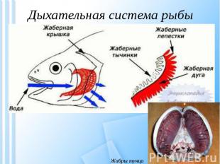 Дыхательная система рыбы