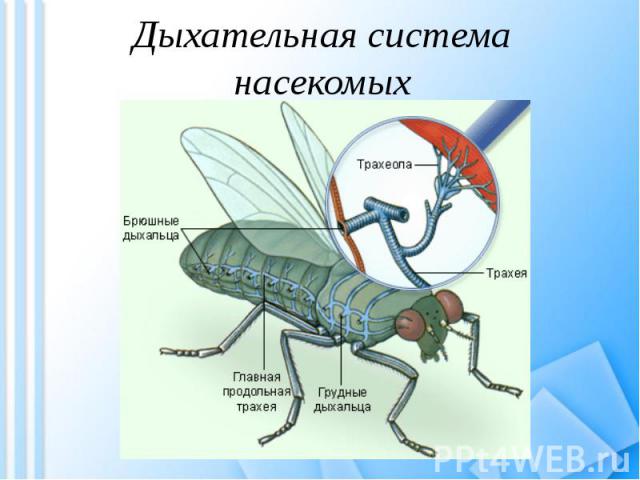 Дыхательная система насекомых