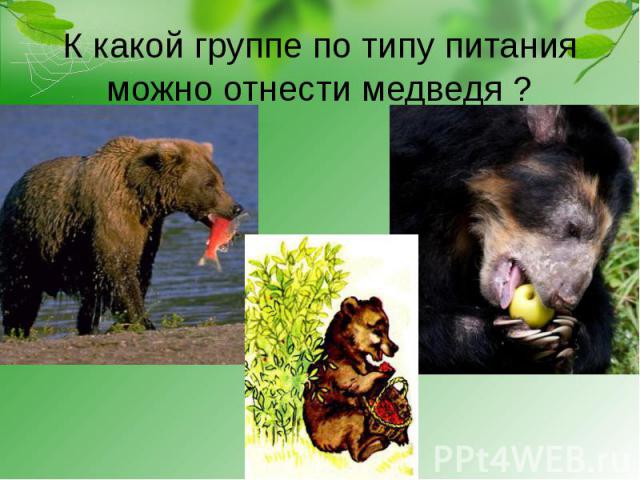 К какой группе по типу питания можно отнести медведя ?