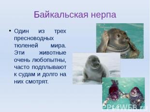 Байкальская нерпаОдин из трех пресноводных тюленей мира. Эти животные очень любо