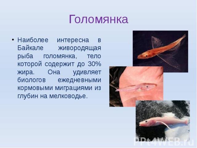 Наиболее интересна в Байкале живородящая рыба голомянка, тело которой содержит до 30% жира. Она удивляет биологов ежедневными кормовыми миграциями из глубин на мелководье.