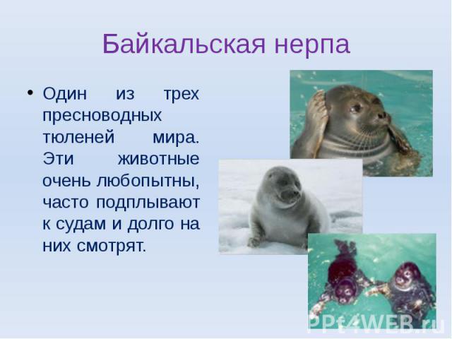 Байкальская нерпаОдин из трех пресноводных тюленей мира. Эти животные очень любопытны, часто подплывают к судам и долго на них смотрят.