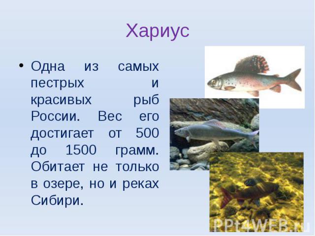 ХариусОдна из самых пестрых и красивых рыб России. Вес его достигает от 500 до 1500 грамм. Обитает не только в озере, но и реках Сибири.