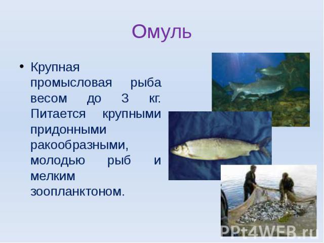 ОмульКрупная промысловая рыба весом до 3 кг. Питается крупными придонными ракообразными, молодью рыб и мелким зоопланктоном.