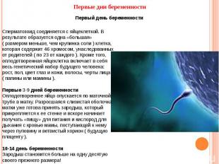 Первые дни беременностиПервый день беременности Сперматозоид соединяется с яйцек