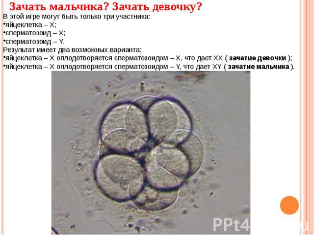 В этой игре могут быть только три участника:яйцеклетка – Х; сперматозоид – Х; сперматозоид – Y. Результат имеет два возможных варианта:яйцеклетка – Х оплодотворяется сперматозоидом – Х, что дает ХХ ( зачатие девочки ); яйцеклетка – Х оплодотворяется…