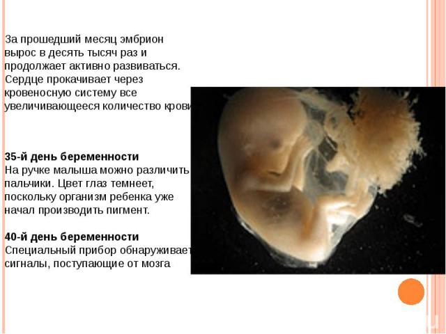 За прошедший месяц эмбрион вырос в десять тысяч раз и продолжает активно развиваться. Сердце прокачивает через кровеносную систему все увеличивающееся количество крови. 35-й день беременности На ручке малыша можно различить пальчики. Цвет глаз темне…