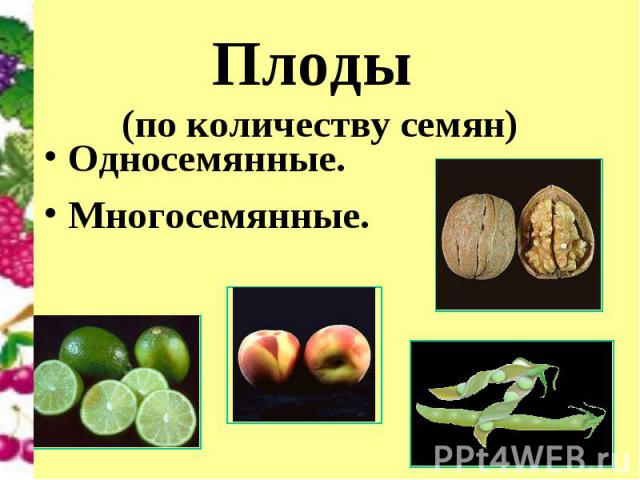Плоды (по количеству семян) Односемянные.Многосемянные.