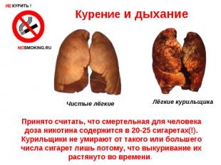 Курение и дыхание Принято считать, что смертельная для человека доза никотина со