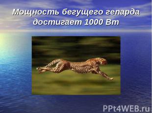Мощность бегущего гепарда достигает 1000 Вт