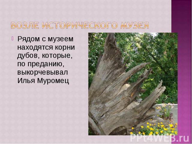 Возле Исторического музея Рядом с музеем находятся корни дубов, которые, по преданию, выкорчевывал Илья Муромец