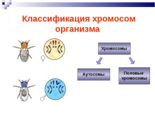 Классификация хромосом организма