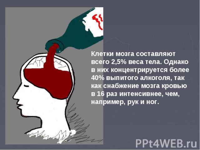 Клетки мозга составляют всего 2,5% веса тела. Однако в них концентрируется более 40% выпитого алкоголя, так как снабжение мозга кровью в 16 раз интенсивнее, чем, например, рук и ног.