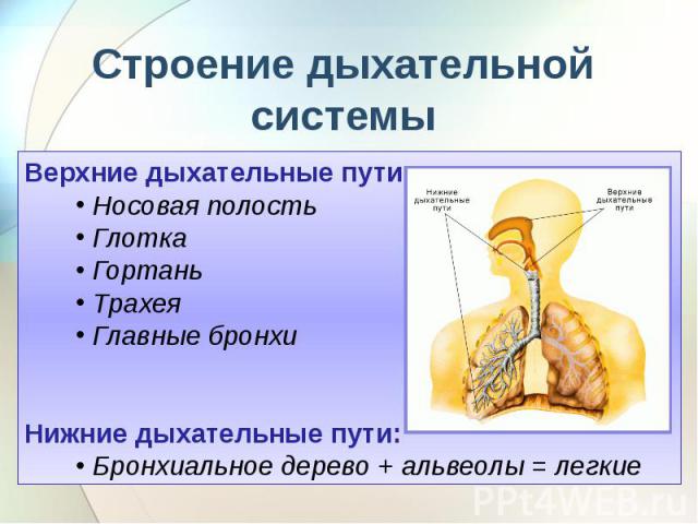 Строение дыхательной системы Верхние дыхательные пути:Носовая полостьГлоткаГортаньТрахеяГлавные бронхиНижние дыхательные пути:Бронхиальное дерево + альвеолы = легкие