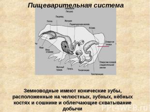 Пищеварительная система Земноводные имеют конические зубы, расположенные на челю