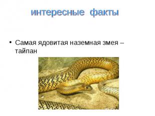 Самая ядовитая наземная змея – тайпан интересные факты
