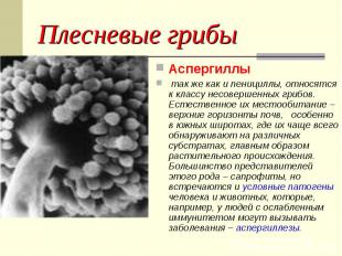 Плесневые грибы Аспергиллы так же как и пенициллы, относятся к классу несовершен