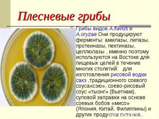 Плесневые грибы Грибы видов A.flavus и A.oryzae Они продуцируют ферменты: амилаз