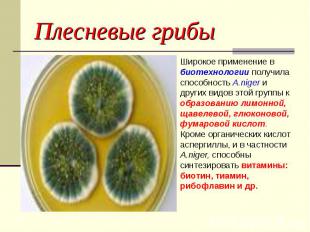 Плесневые грибы Широкое применение в биотехнологии получила способность A.niger