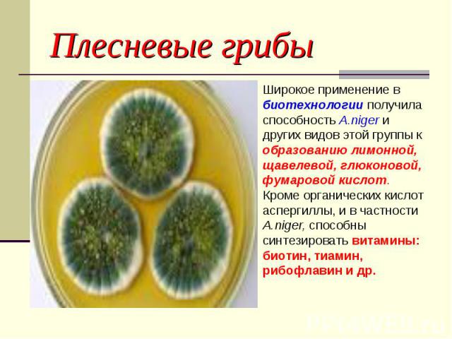 Плесневые грибы Широкое применение в биотехнологии получила способность A.niger и других видов этой группы к образованию лимонной, щавелевой, глюконовой, фумаровой кислот. Кроме органических кислот аспергиллы, и в частности A.niger, cпocoбны cинтeзи…