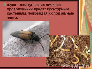 Жуки – щелкуны и их личинки – проволочники вредят культурным растениям, поврежда