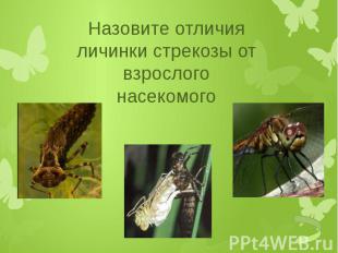 Назовите отличия личинки стрекозы от взрослого насекомого