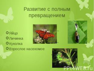 Развитие с полным превращениемЯйцоЛичинкаКуколкаВзрослое насекомое