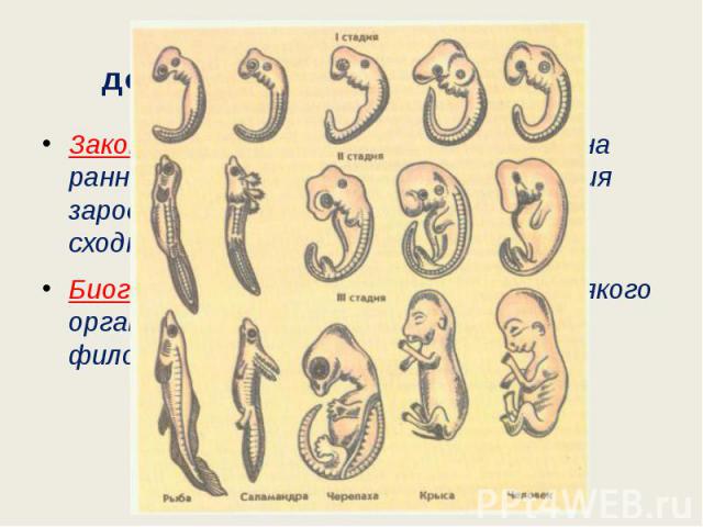 Закон зародышевого сходства (К.Бэр): на ранних этапах эмбрионального развития зародыши всех позвоночных животных сходны между собой.Биогенетический закон – онтогенез всякого организма есть краткое повторение филогенеза.