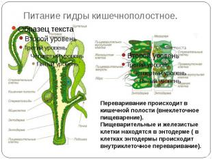 Питание гидры кишечнополостное.Переваривание происходит в кишечной полости (внек