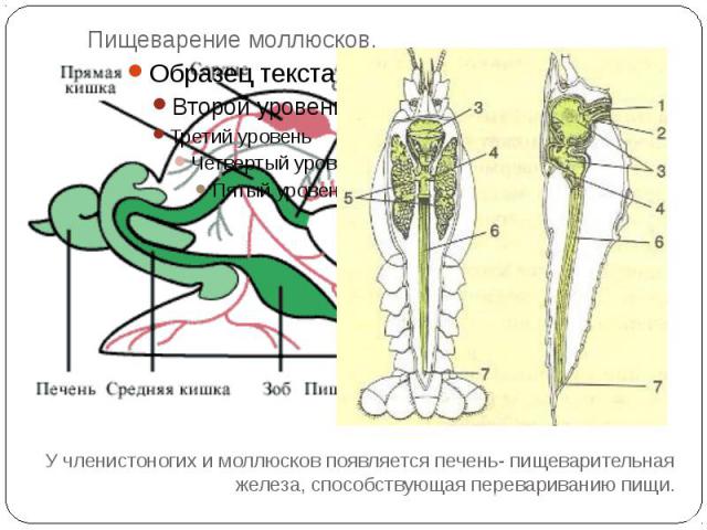 Пищеварение моллюсков.У членистоногих и моллюсков появляется печень- пищеварительная железа, способствующая перевариванию пищи.