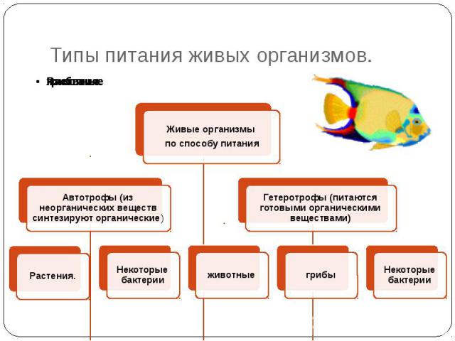 Типы питания живых организмов.