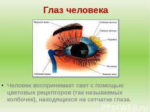 Глаз человекаЧеловек воспринимает свет с помощью цветовых рецепторов (так называ