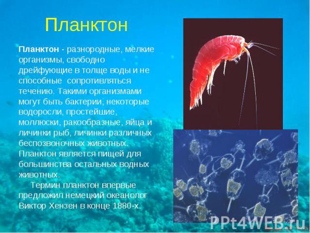Планктон - разнородные, мелкиеорганизмы, свободнодрейфующие в толще воды и неспособные  сопротивлятьсятечению. Такими организмамимогут быть бактерии, некоторыеводоросли, простейшие,моллюски, ракообразные, яйца иличинки рыб, личинки различныхбеспозво…