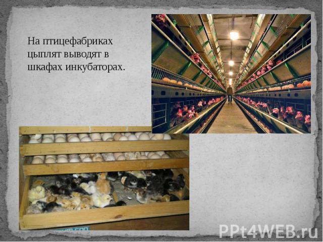 На птицефабриках цыплят выводят в шкафах инкубаторах.