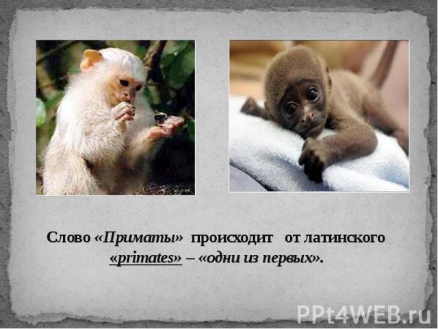 Слово «Приматы» происходит от латинского «primates» – «одни из первых».