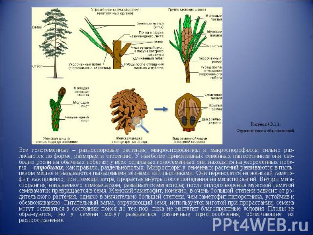 Все голосеменные – разноспоровые растения; микроспорофиллы и макроспорофиллы сильно раз-личаются по форме, размерам и строению. У наиболее примитивных семенных папоротников они сво-бодно росли на обычных побегах; у всех остальных голосеменных они на…
