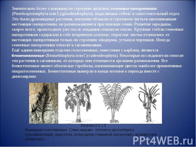 Значительно более сложными по строению являлись семенные папоротники (Pteridospermophyta или Lyginodendrophyta), выделяемые сейчас в самостоятельный отдел. Это были древовидные растения, внешним обликом и строением листьев напоминавшие настоящие пап…