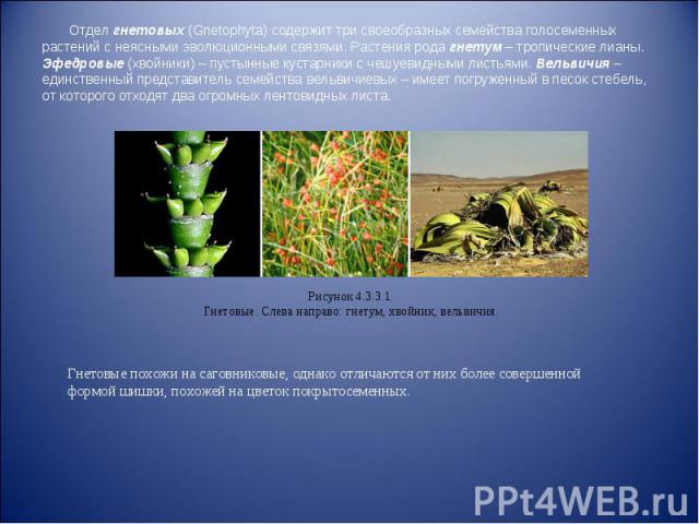 Отдел гнетовых (Gnetophyta) содержит три своеобразных семейства голосеменных растений с неясными эволюционными связями. Растения рода гнетум – тропические лианы. Эфедровые (хвойники) – пустынные кустарники с чешуевидными листьями. Вельвичия – единст…