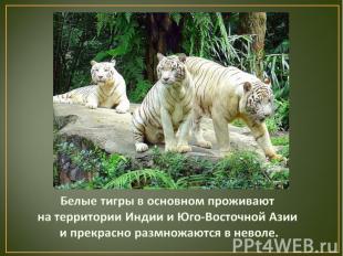 Белые тигры в природных условиях из-за своего окраса испытывают определённые неу