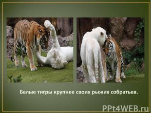 Белые тигры крупнее своих рыжих собратьев.