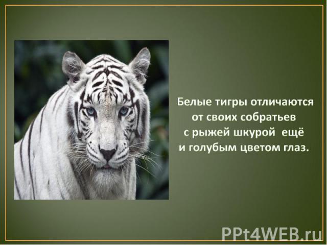 Белые тигры отличаются от своих собратьев с рыжей шкурой ещё и голубым цветом глаз.