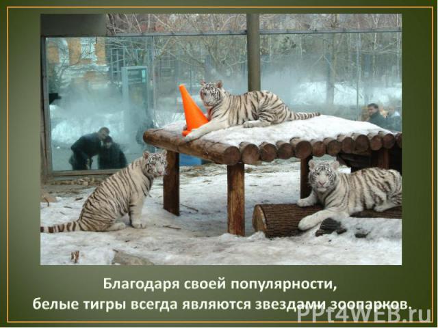 Благодаря своей популярности, белые тигры всегда являются звездами зоопарков.