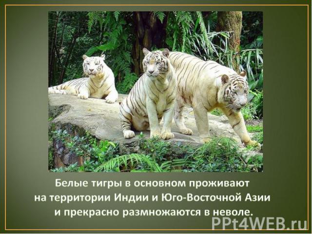 Белые тигры в природных условиях из-за своего окраса испытывают определённые неудобства. Им труднее маскироваться — а, следовательно, труднее охотиться.
