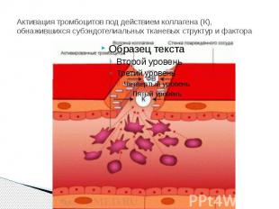 Активация тромбоцитов под действием коллагена (К), обнажившихся субэндотелиальны