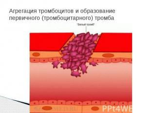 Агрегация тромбоцитов и образование первичного (тромбоцитарного) тромба
