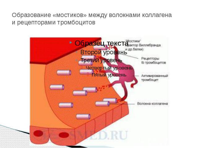 Образование «мостиков» между волокнами коллагена и рецепторами тромбоцитов